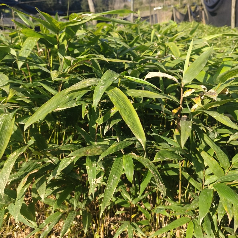基地直供方头竹杯苗丛生杯苗量大价优