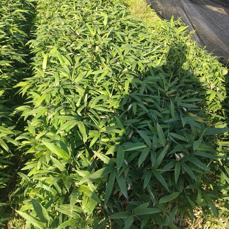 基地直供方头竹杯苗丛生杯苗量大价优
