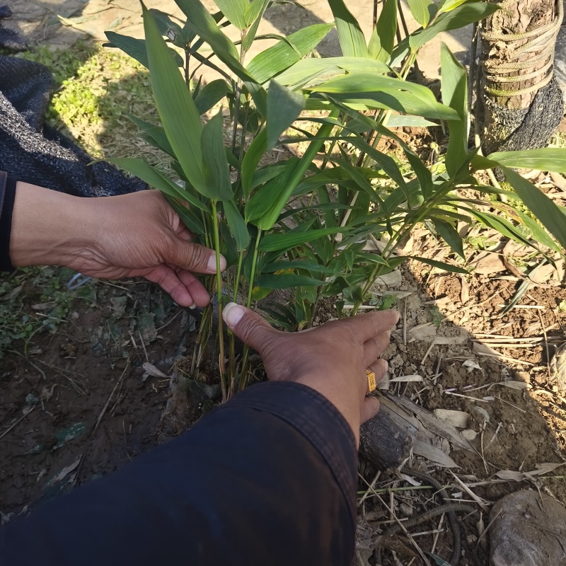 基地直供方头竹杯苗丛生杯苗量大价优
