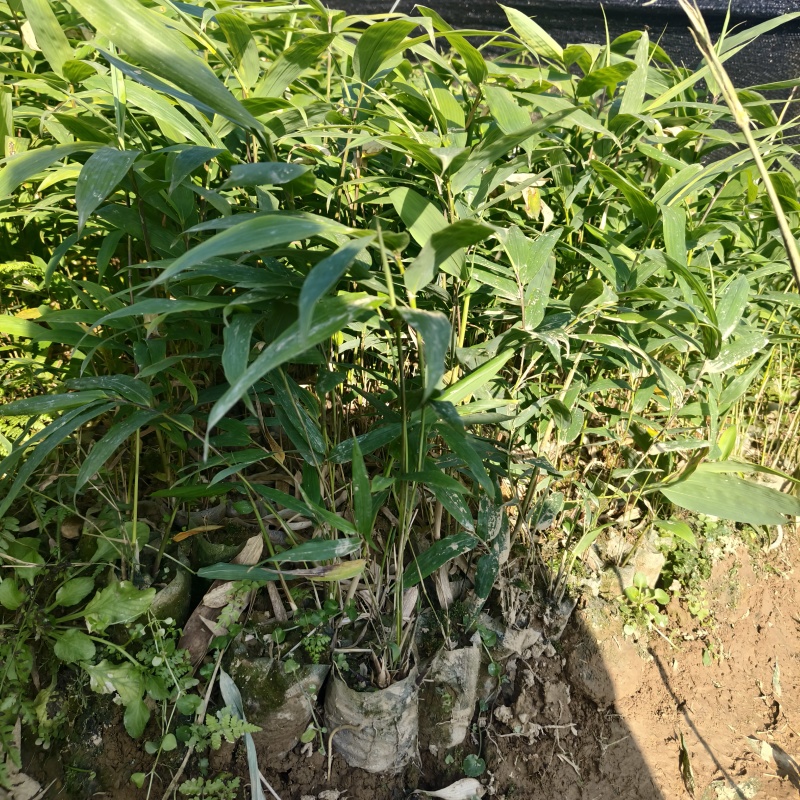 基地直供方头竹杯苗丛生杯苗量大价优