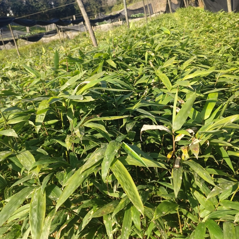 基地直供方头竹杯苗丛生杯苗量大价优
