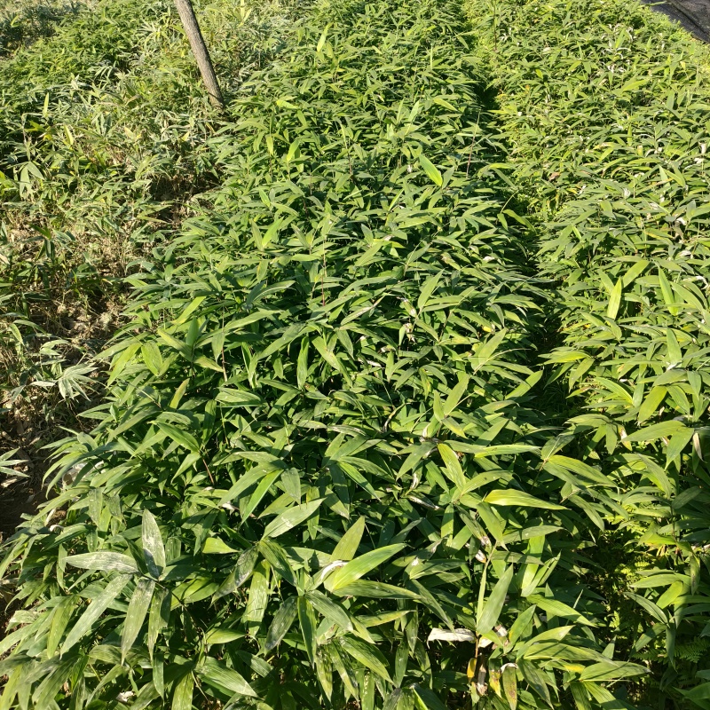 基地直供方头竹杯苗丛生杯苗量大价优
