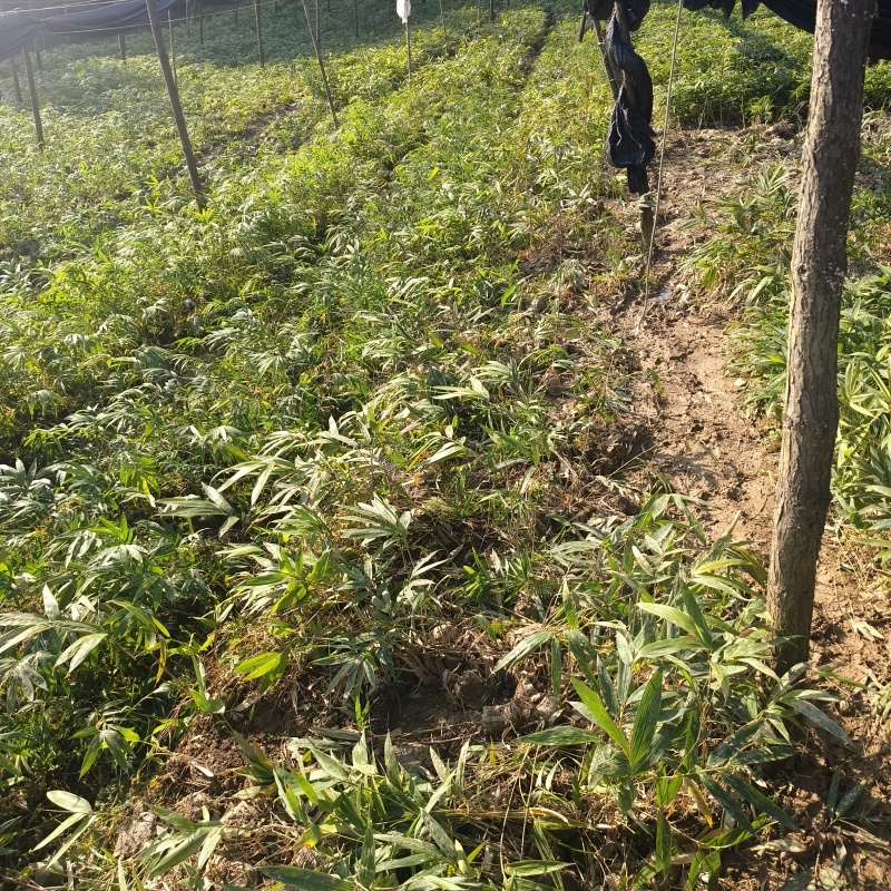 基地直供方头竹杯苗丛生杯苗量大价优