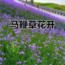 绿化苗木马鞭草基地直供自产自销一手货源