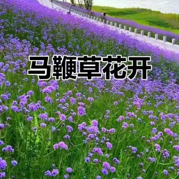 绿化苗木马鞭草基地直供自产自销一手货源