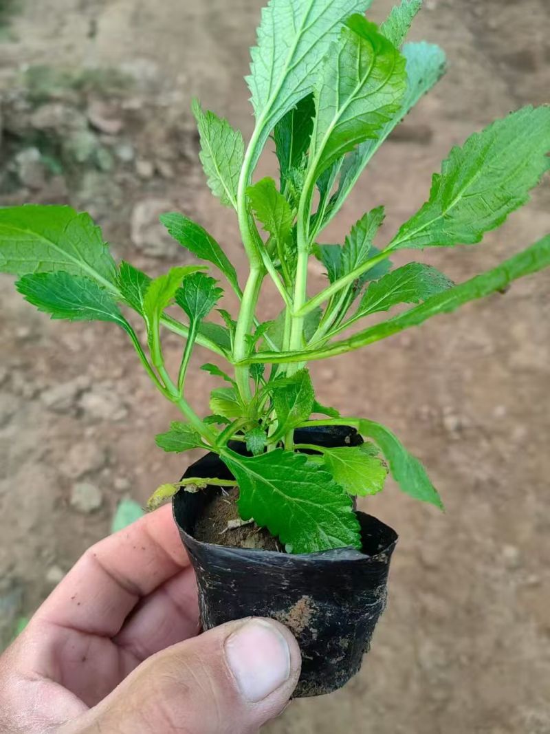 绿化苗木马鞭草基地直供自产自销一手货源