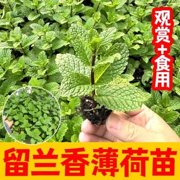 留兰香薄荷苗薄荷幼苗可食用阳台驱蚊