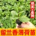 留兰香薄荷苗薄荷幼苗可食用阳台驱蚊