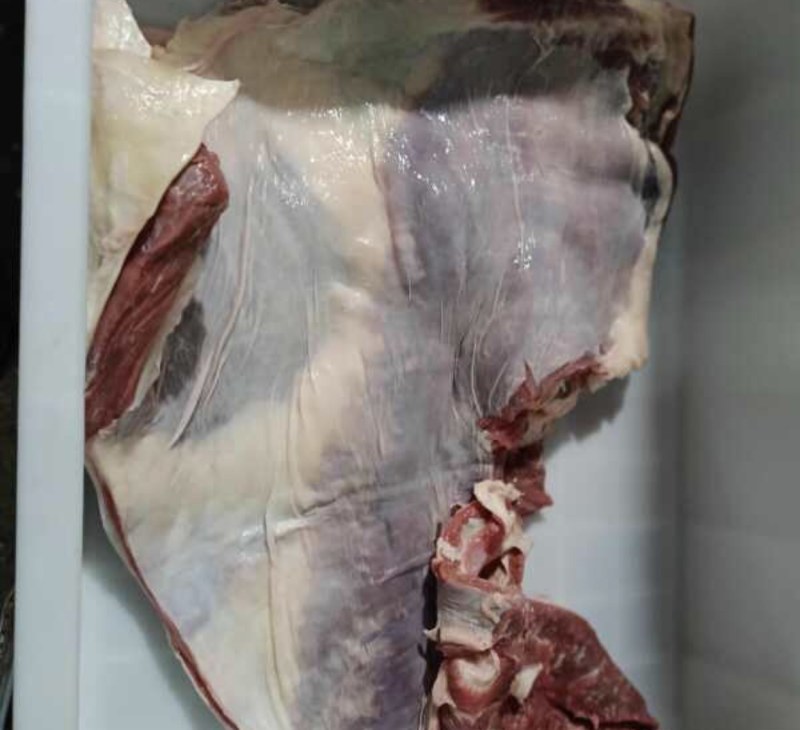 【原切牛腩肉】一件55斤原味冻品牛肉牛肚腩牛腩肉