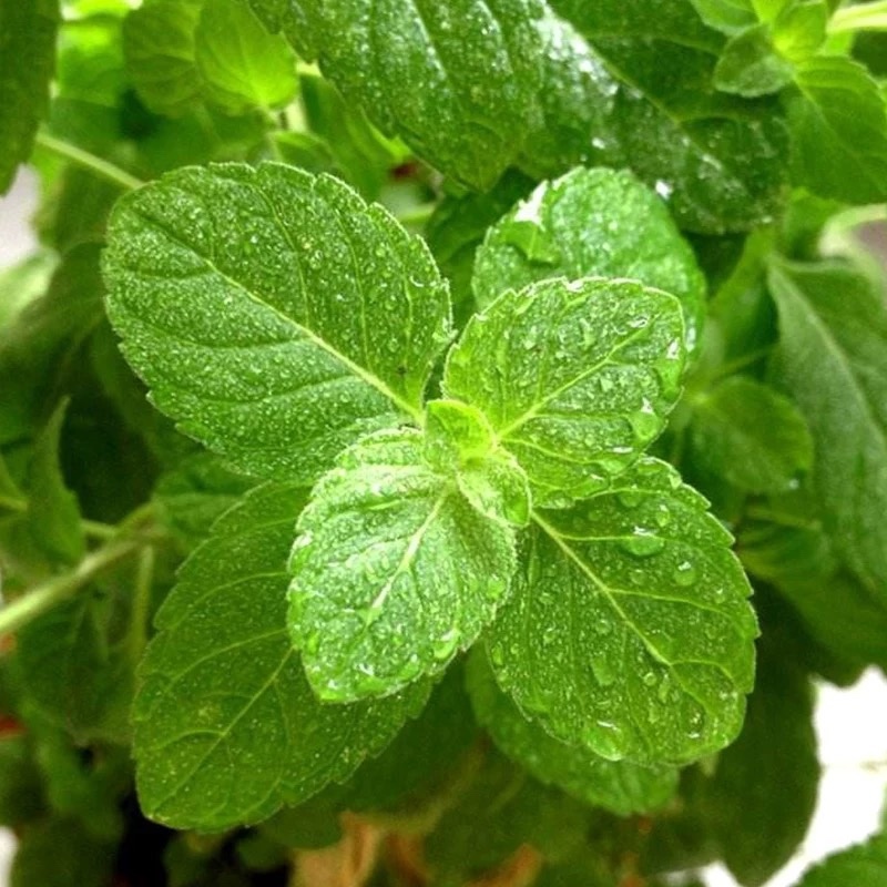 留兰香薄荷苗薄荷幼苗可食用阳台驱蚊