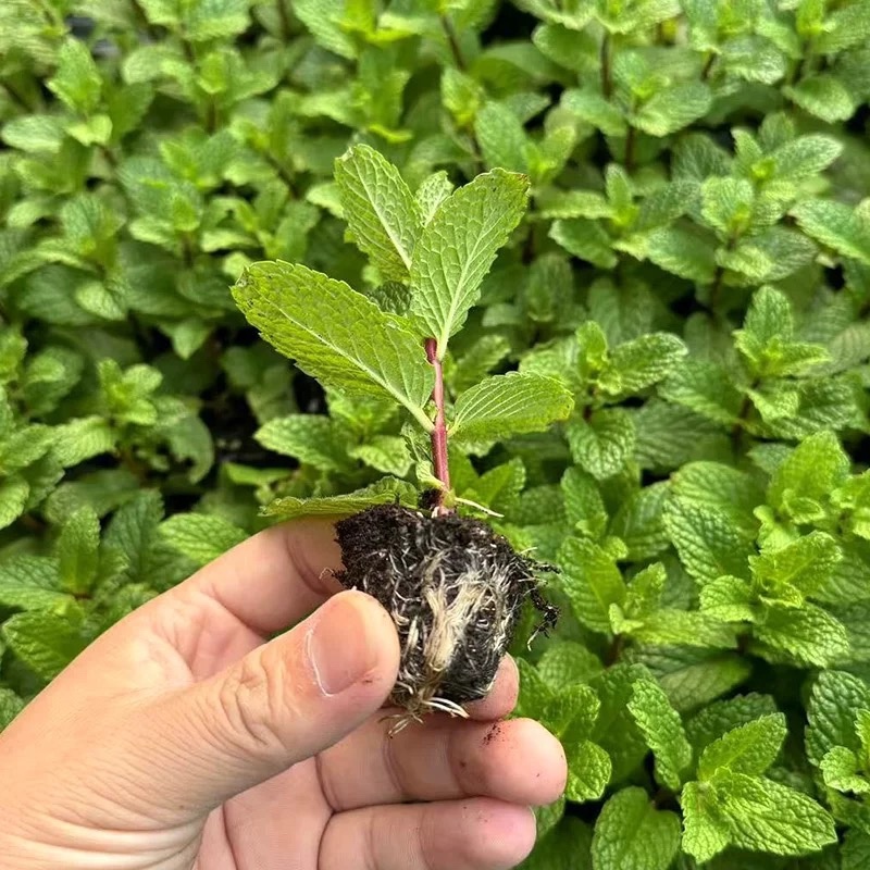 留兰香薄荷苗薄荷幼苗可食用阳台驱蚊