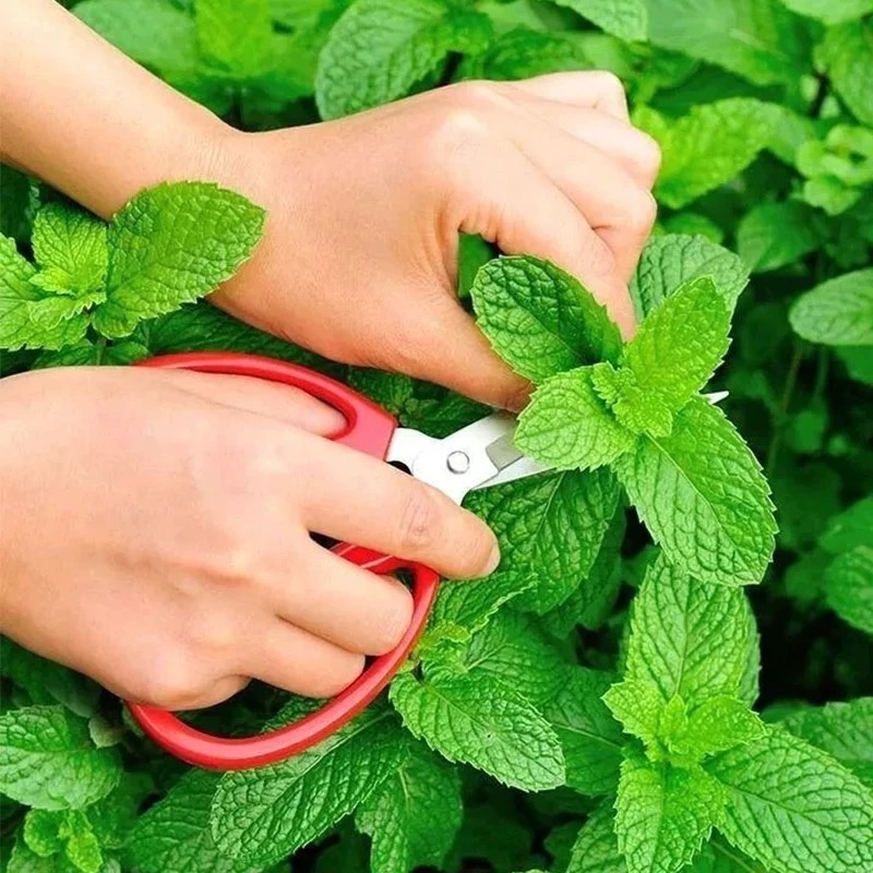留兰香薄荷苗薄荷幼苗可食用阳台驱蚊