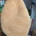 【熟金钱肚】批发50斤水煮全熟牛肚金钱肚