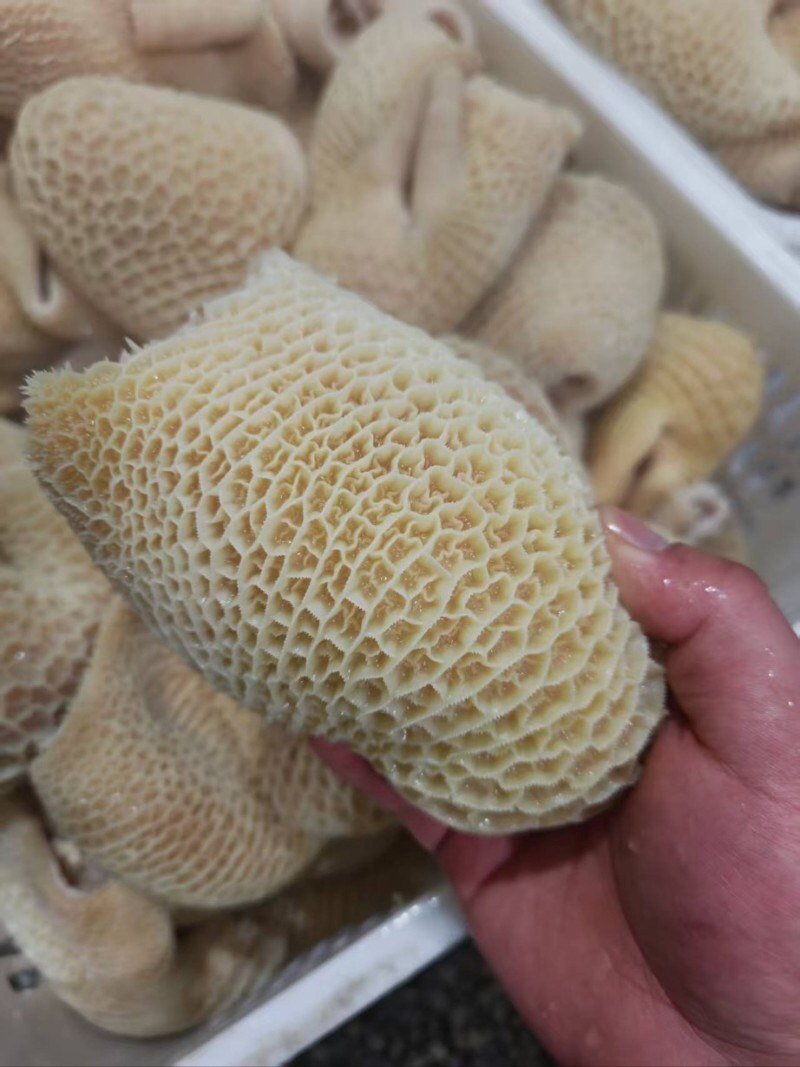 【熟金钱肚】批发50斤水煮全熟牛肚金钱肚