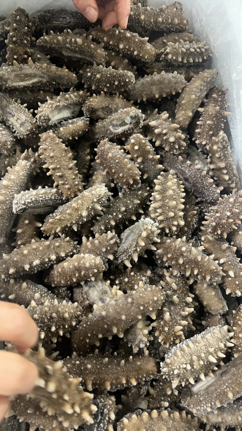 即食海参7到10头，口感好，便宜实惠回头客
