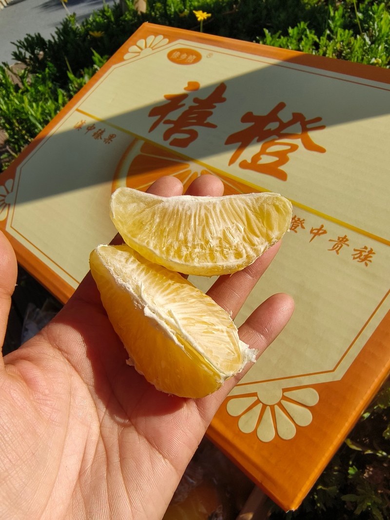新鲜应季云南高山甜橙禧橙礼盒每一个果都独立包装不崔熟不打