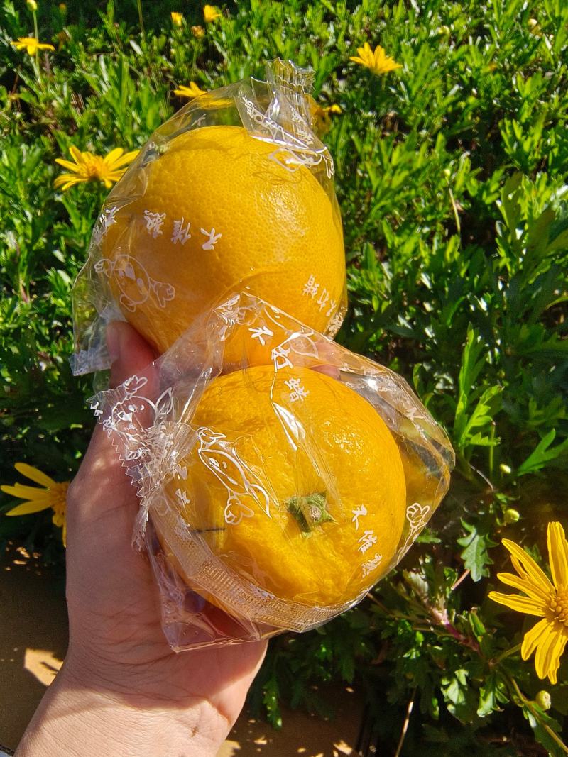 新鲜应季云南高山甜橙禧橙礼盒每一个果都独立包装不崔熟不打