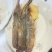 精品马步鱼