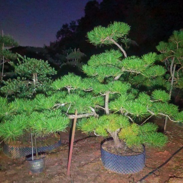 黑松常绿高档庭院别墅苗木