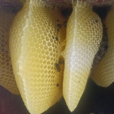 **食材