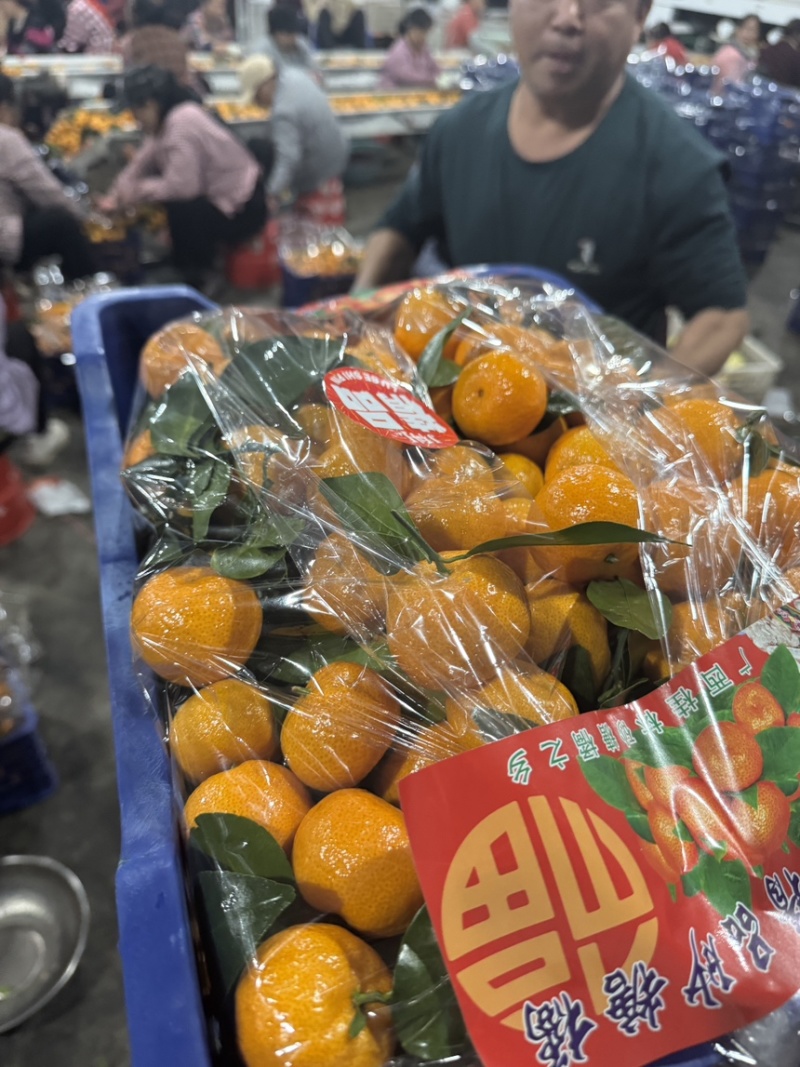👍广西桂林砂糖橘早熟八月桔口感纯甜化渣质量好货源稳定
