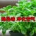一抹香碰碰香穴盘苗盆栽绿植办公室驱虫