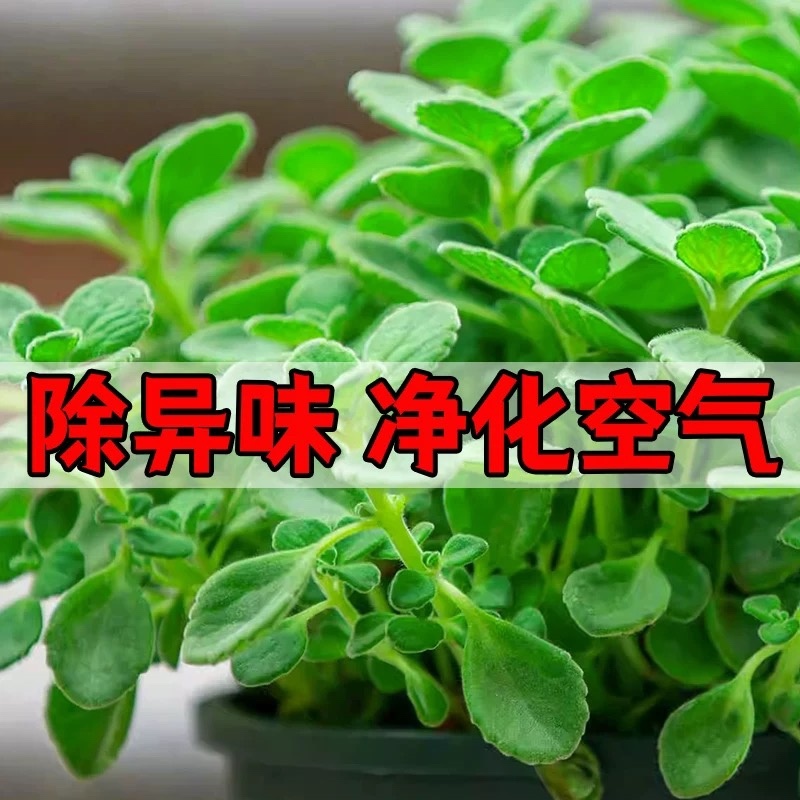一抹香碰碰香穴盘苗盆栽绿植办公室驱虫