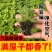 一抹香碰碰香穴盘苗盆栽绿植办公室驱虫