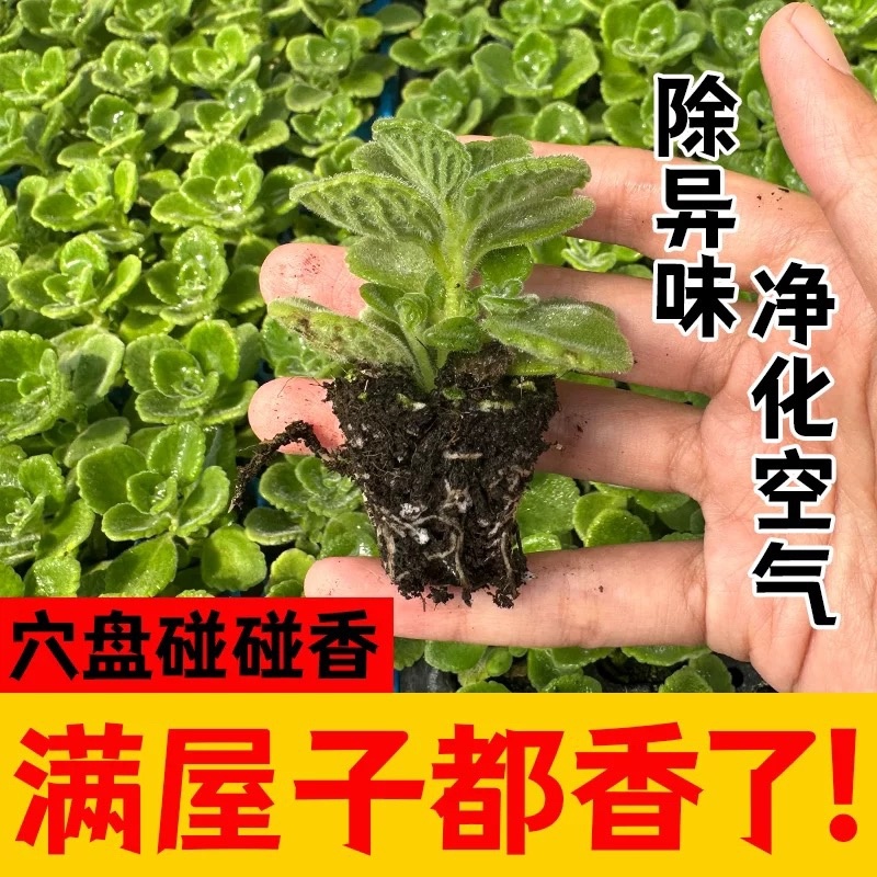 一抹香碰碰香穴盘苗盆栽绿植办公室驱虫