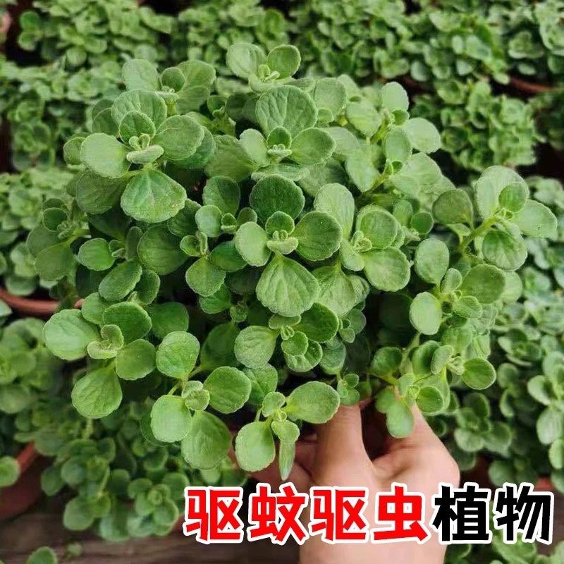 一抹香碰碰香穴盘苗盆栽绿植办公室驱虫