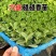 一抹香碰碰香穴盘苗盆栽绿植办公室驱虫