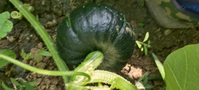 爆粉爆粉贝贝南瓜
