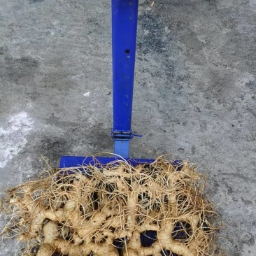 黄精，黄精芽头，黄精苗