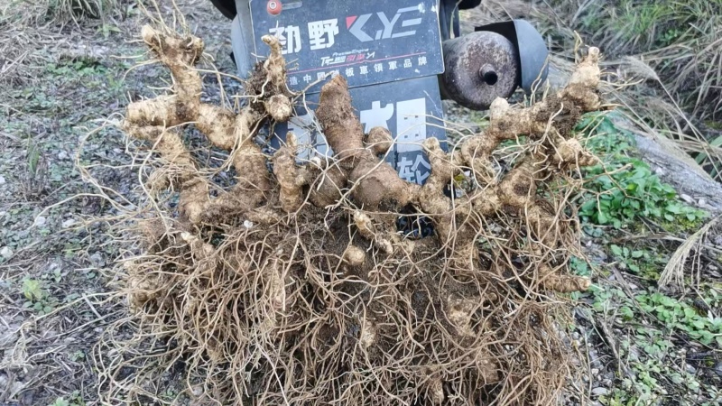 黄精，黄精芽头，黄精苗
