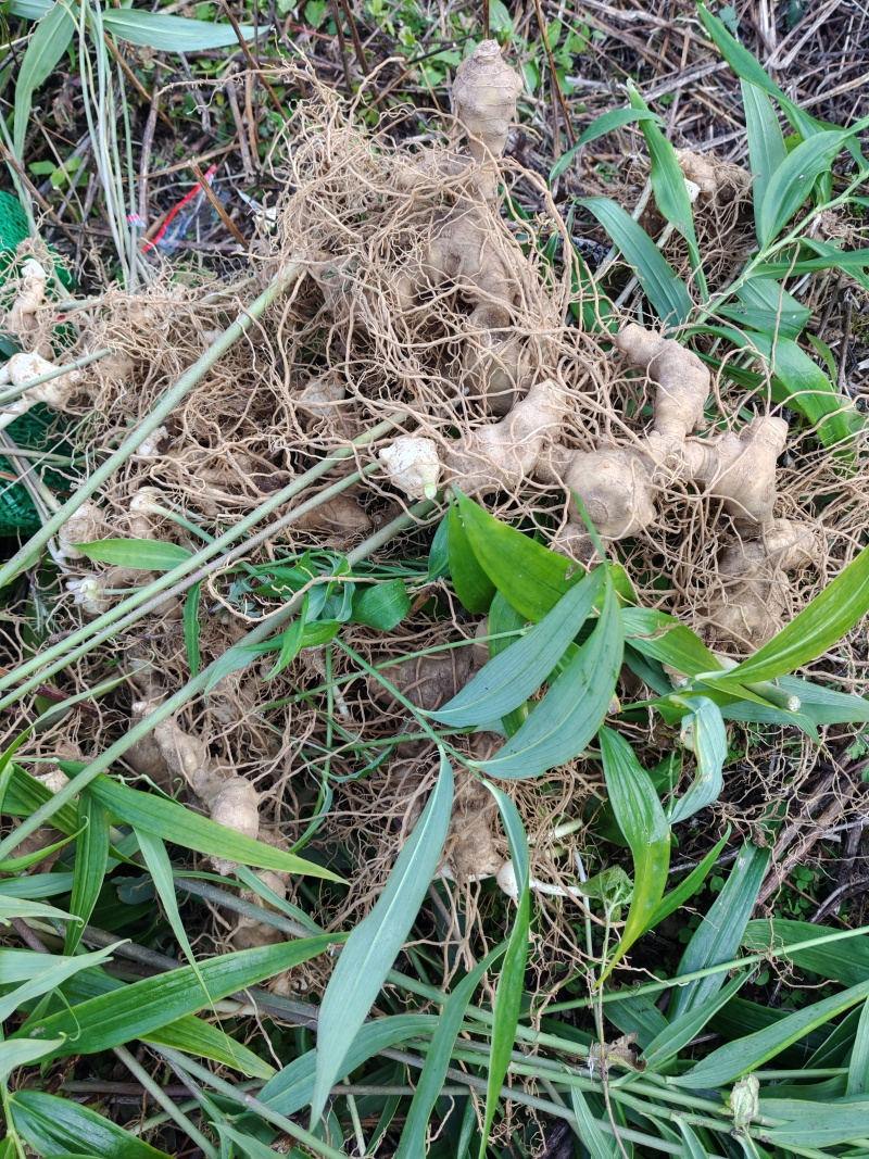 黄精，黄精芽头，黄精苗