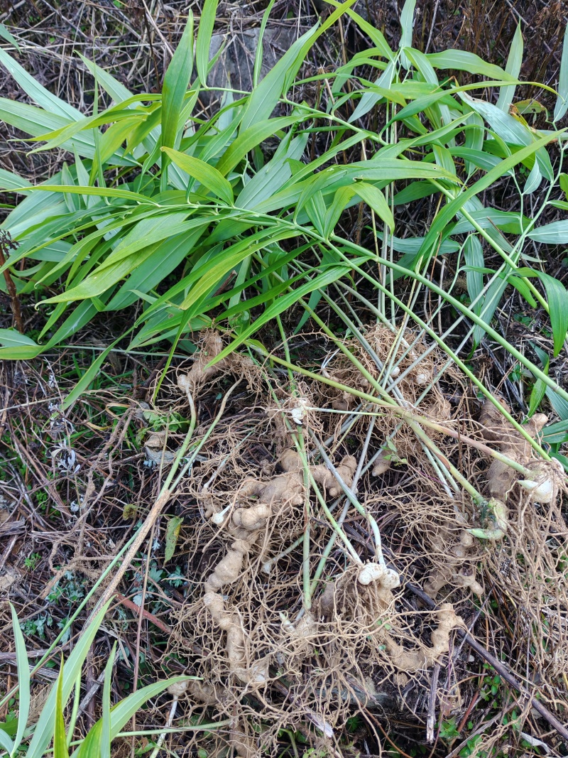 黄精，黄精芽头，黄精苗