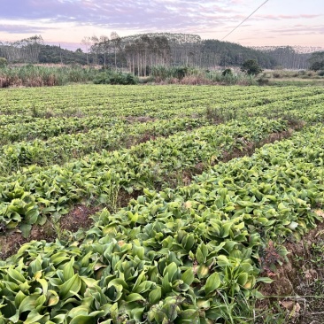 产地现挖新鲜沙姜广西钦州钦北区沙姜