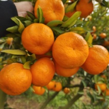 湖北椪柑芦柑果园看果按需采摘上车品质三包大小吨位供应