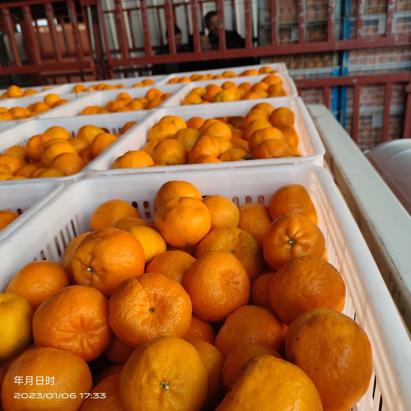 湖北椪柑芦柑果园看果按需采摘上车品质三包大小吨位供应