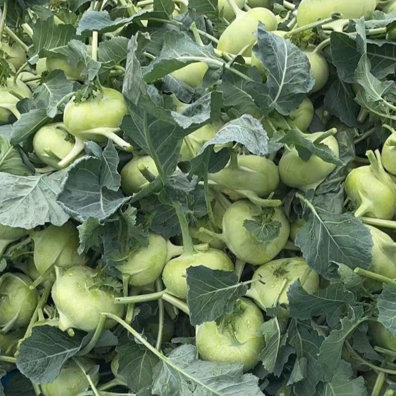 靓甜一号二号培兰种籽皮薄无筋甜脆早熟水果丕兰种籽大田基地
