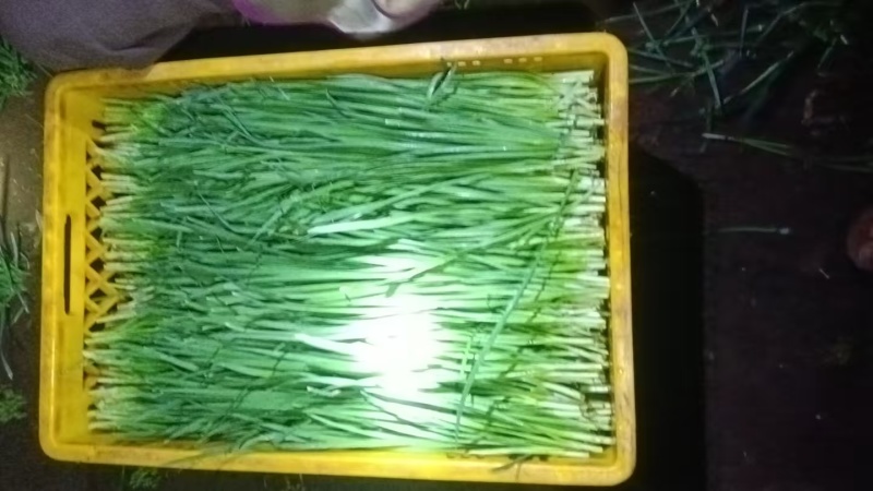 韭菜