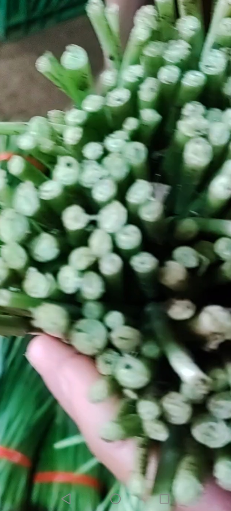 韭菜
