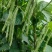 锦绣白如玉架豆种子早熟白豆角芸豆肉厚无筋四季豆籽