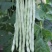 锦绣白如玉架豆种子早熟白豆角芸豆肉厚无筋四季豆籽