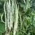 锦绣白如玉架豆种子早熟白豆角芸豆肉厚无筋四季豆籽