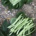 锦绣白如玉架豆种子早熟白豆角芸豆肉厚无筋四季豆籽
