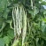 锦绣白如玉架豆种子早熟白豆角芸豆肉厚无筋四季豆籽