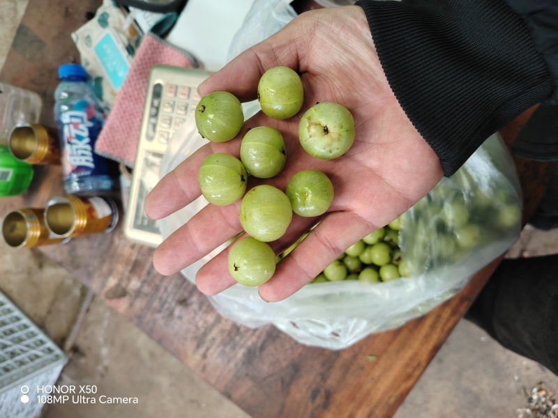 滇云南石屏玻璃橄榄，丙甜橄榄，产地直发供应大量稳定品质好