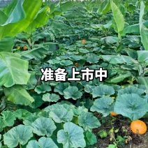 红南瓜1.5斤起