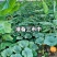 红南瓜1.5斤起